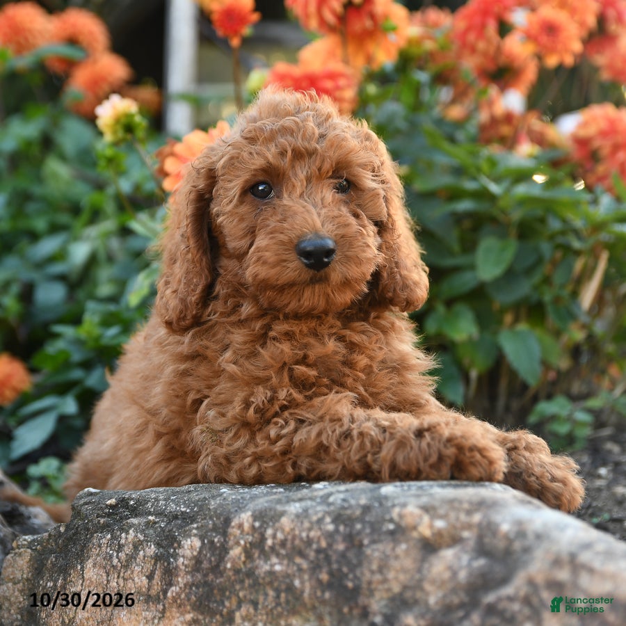 Mini Goldendoodle dogs for sale: Lloyd - Ad 2
