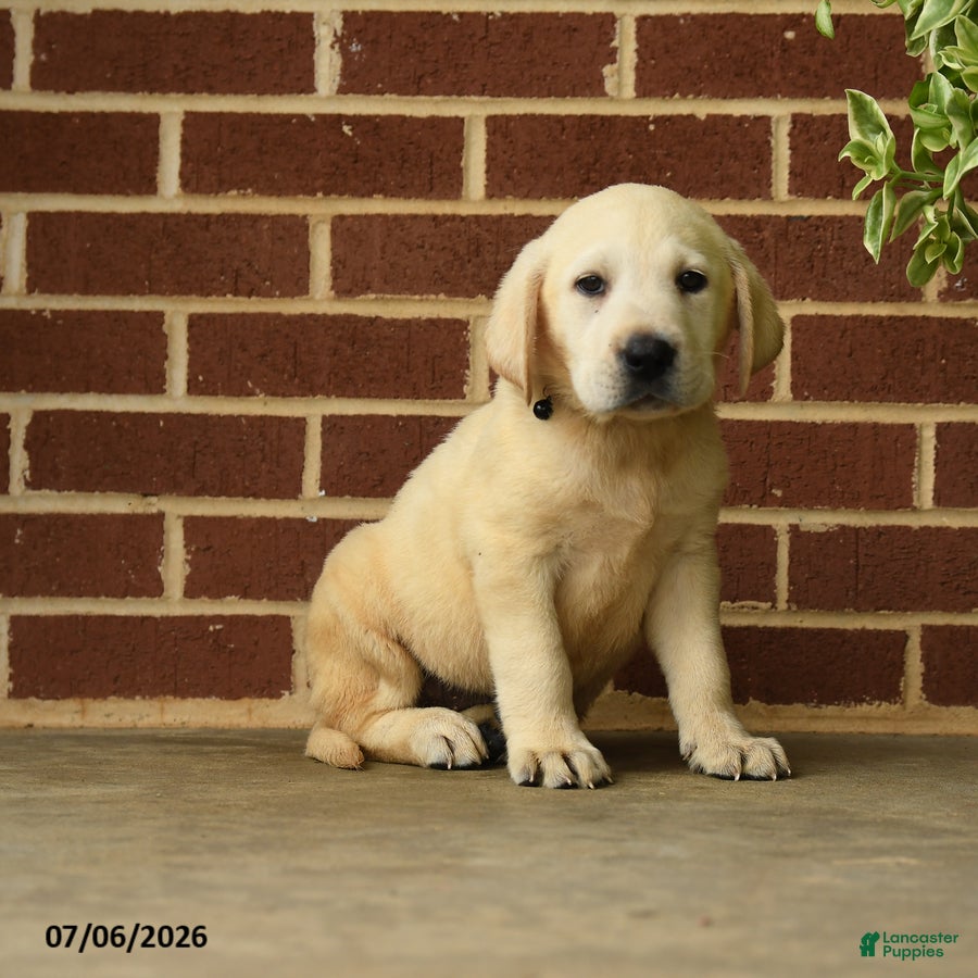Labrador Retriever dogs Bear - Ad 1