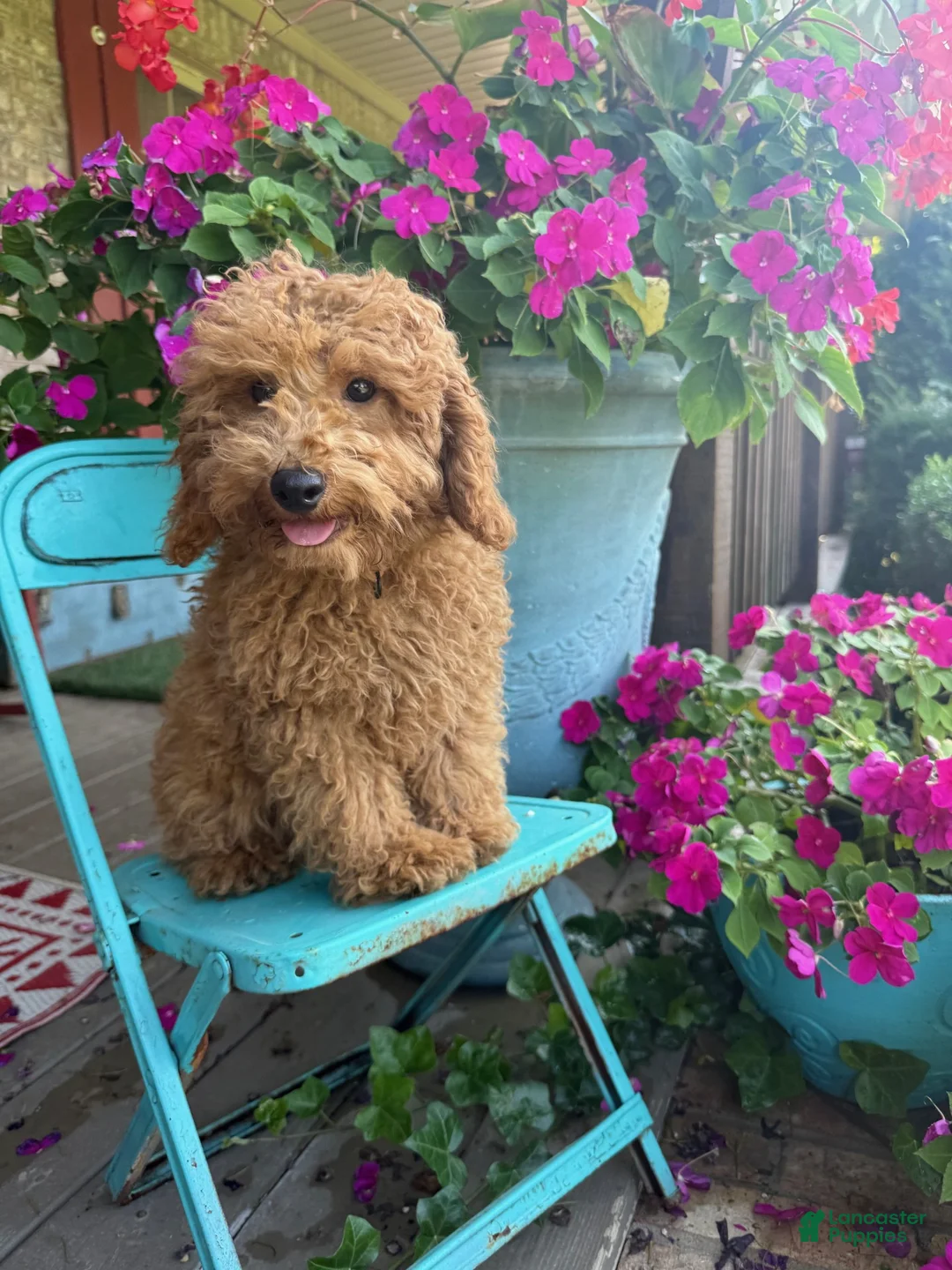 Mixed Breed dogs for sale: Toby - Ad 2