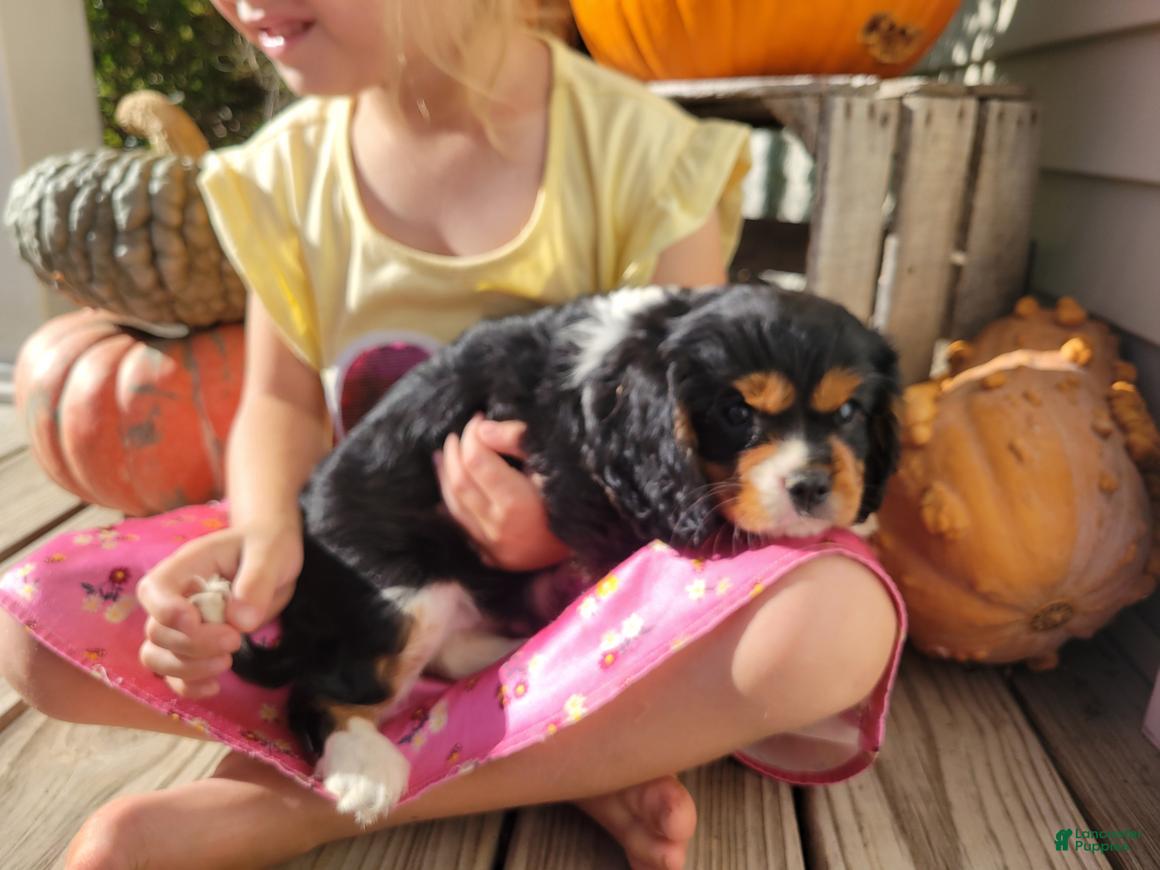 Cavalier King Charles Spaniel dogs Harper - Ad 7