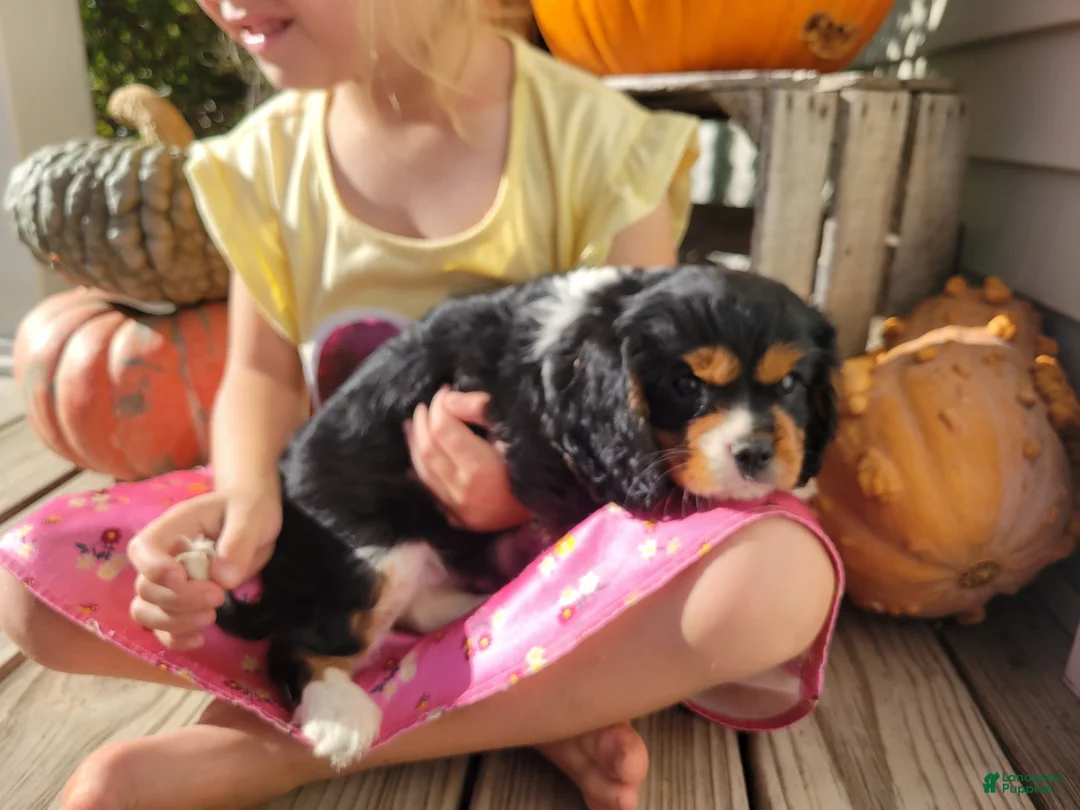 Cavalier King Charles Spaniel dogs for sale: Harper - Ad 1