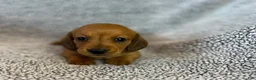 Miniature Dachshund dogs for sale: Paisley  - Ad 6