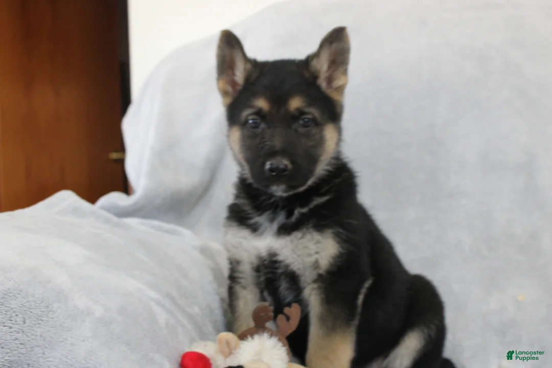 German Shepherd dogs for sale: Cooper - Ad 1