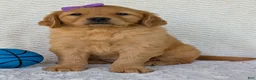 Golden Retriever dogs for sale: Miss Pippa  - Ad 1