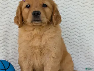 Golden Retriever dogs Miss Pippa - Ad 6