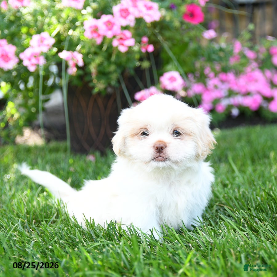 Shih Tzu dogs Adam - Ad 1