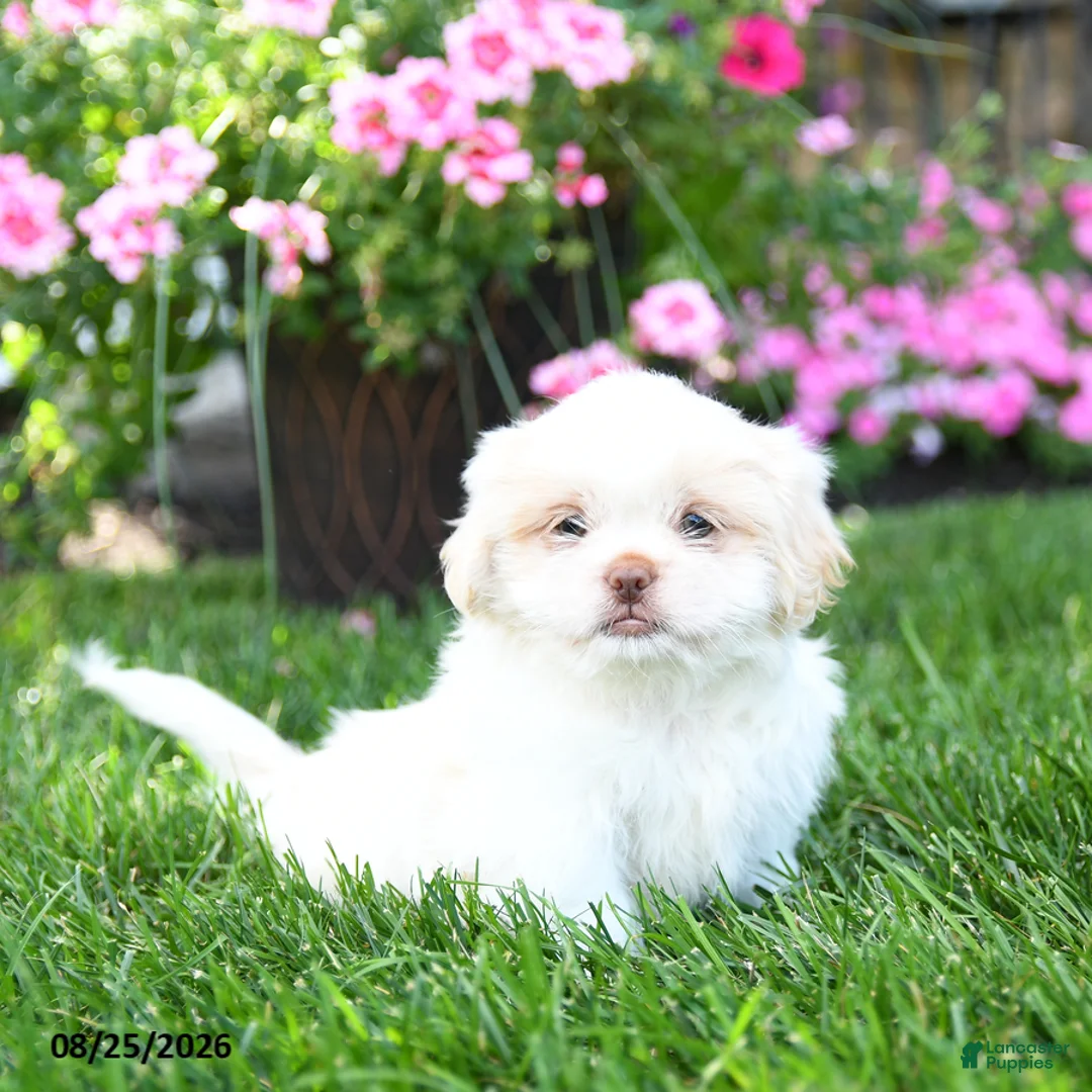 Shih Tzu dogs for sale: Adam - Ad 1