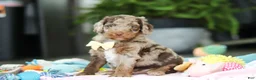 Goldendoodle dogs for sale: Bandit - Ad 1
