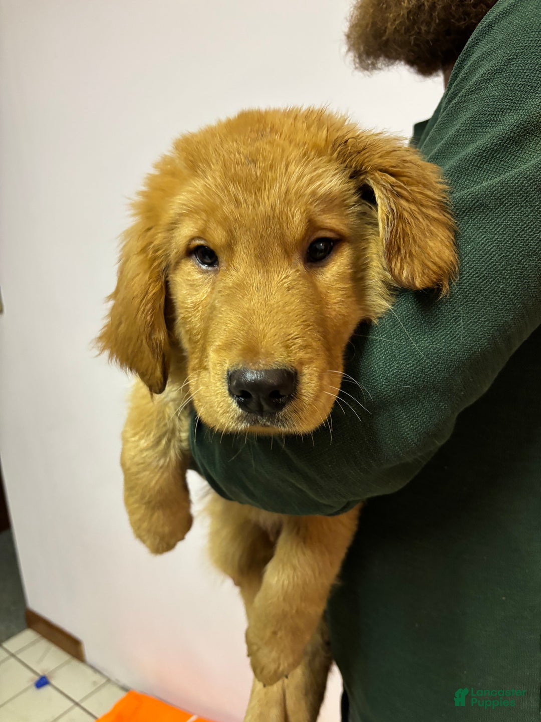 Golden Retriever dogs for sale: Bear  - Ad 2