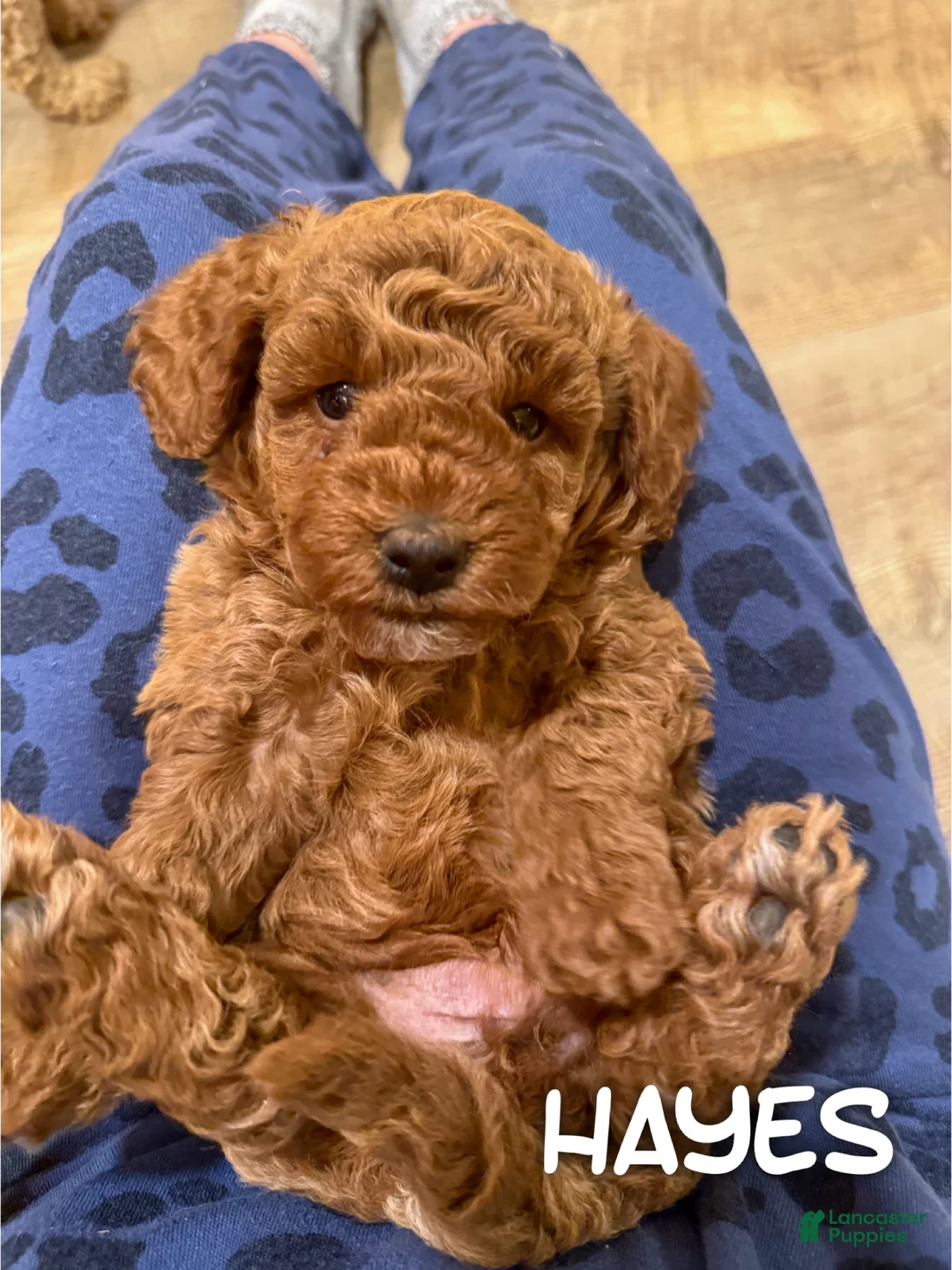 Cavapoo dogs for sale: Hayes - F1b - Ad 1
