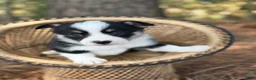 Mixed Breed dogs for sale: Black Girl 1 - Ad 13