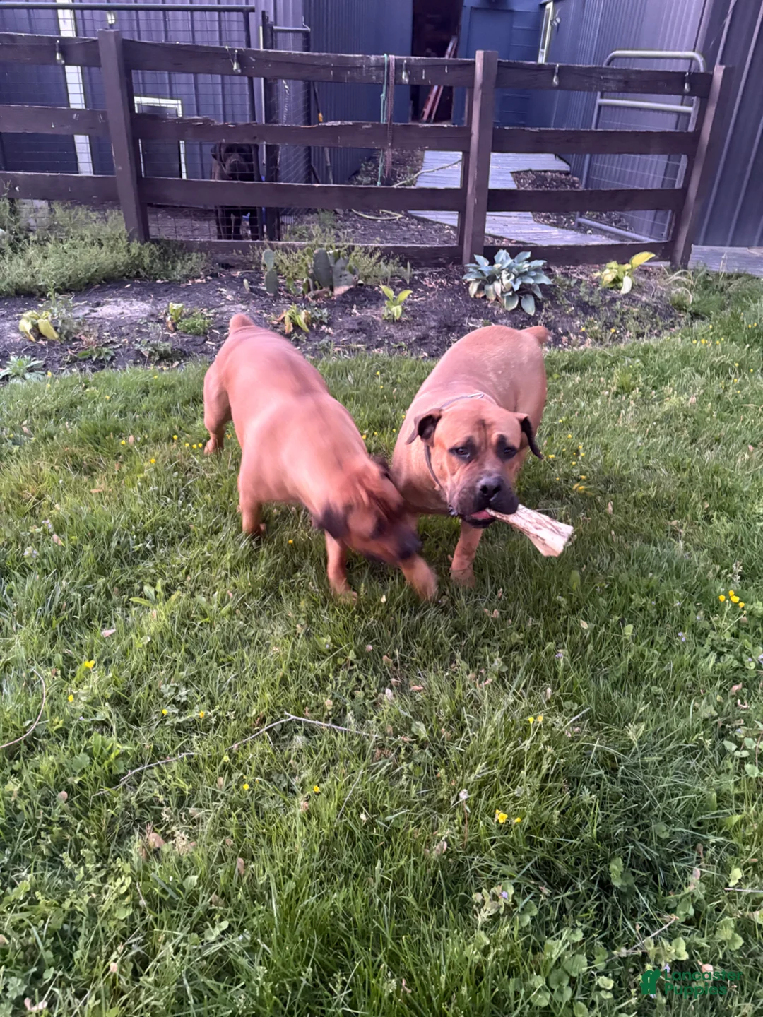 South African Boerboels dogs for sale: South African Boerboels Puppy 2 - Ad 4
