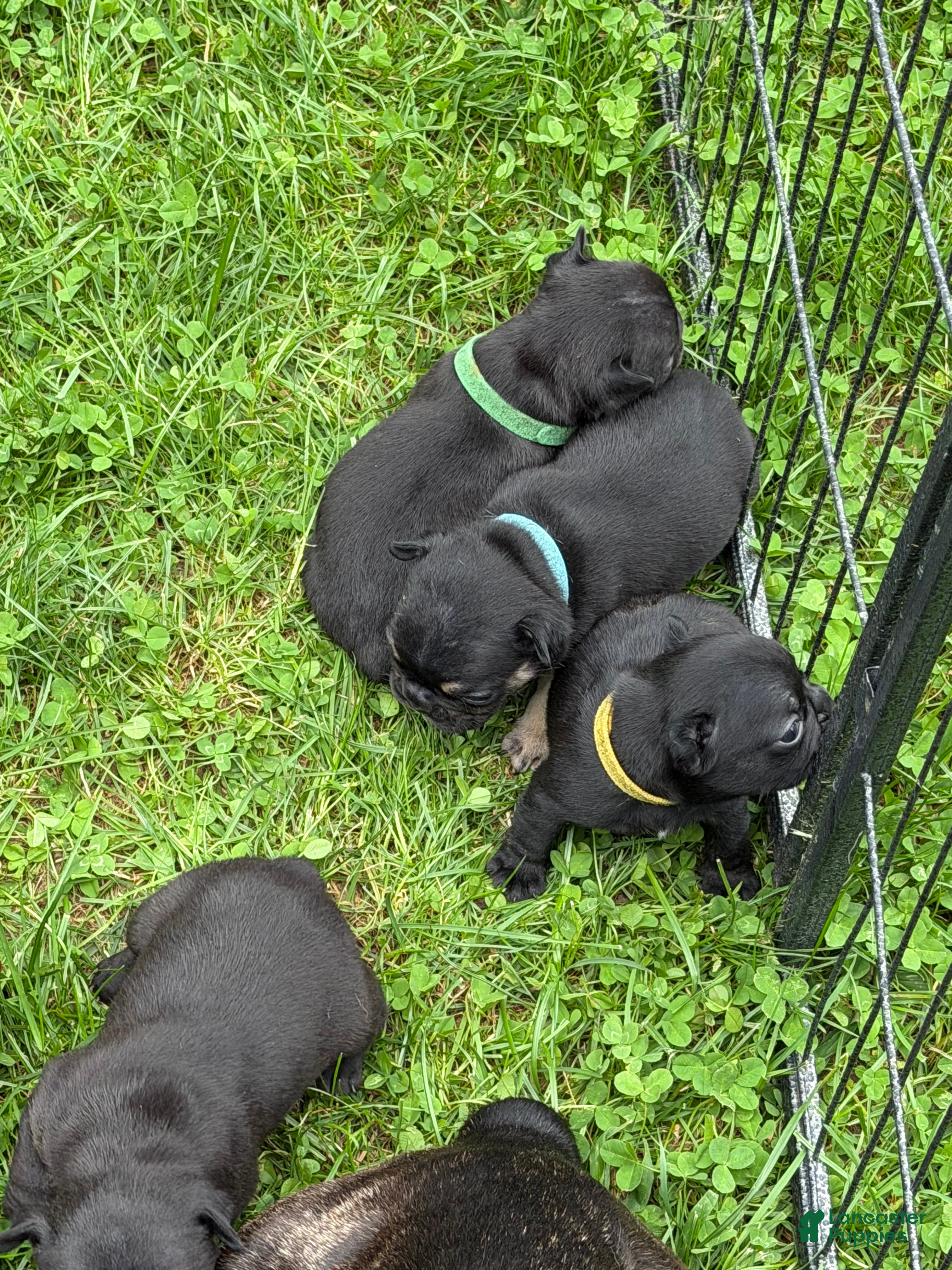 French Bulldog dogs French Bulldog 4 - Ad 13