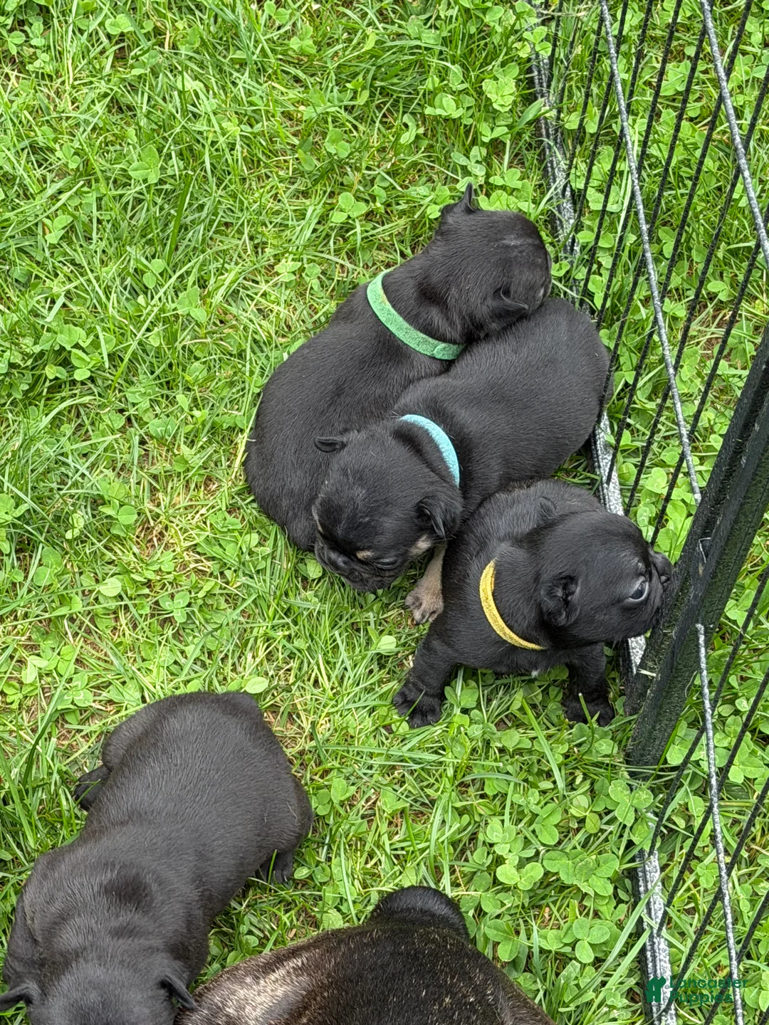 French Bulldog dogs for sale: French Bulldog 4 - Ad 1