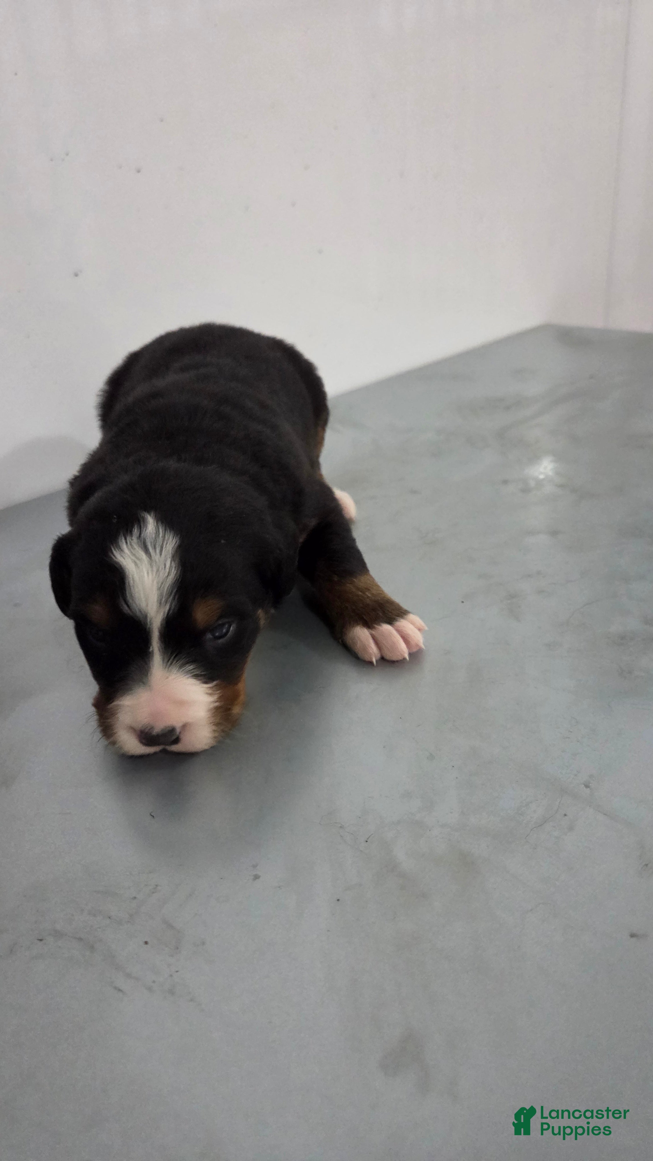 Bernese Mountain Dog dogs Bernese Mountain Dog Puppy 3 - Ad 30