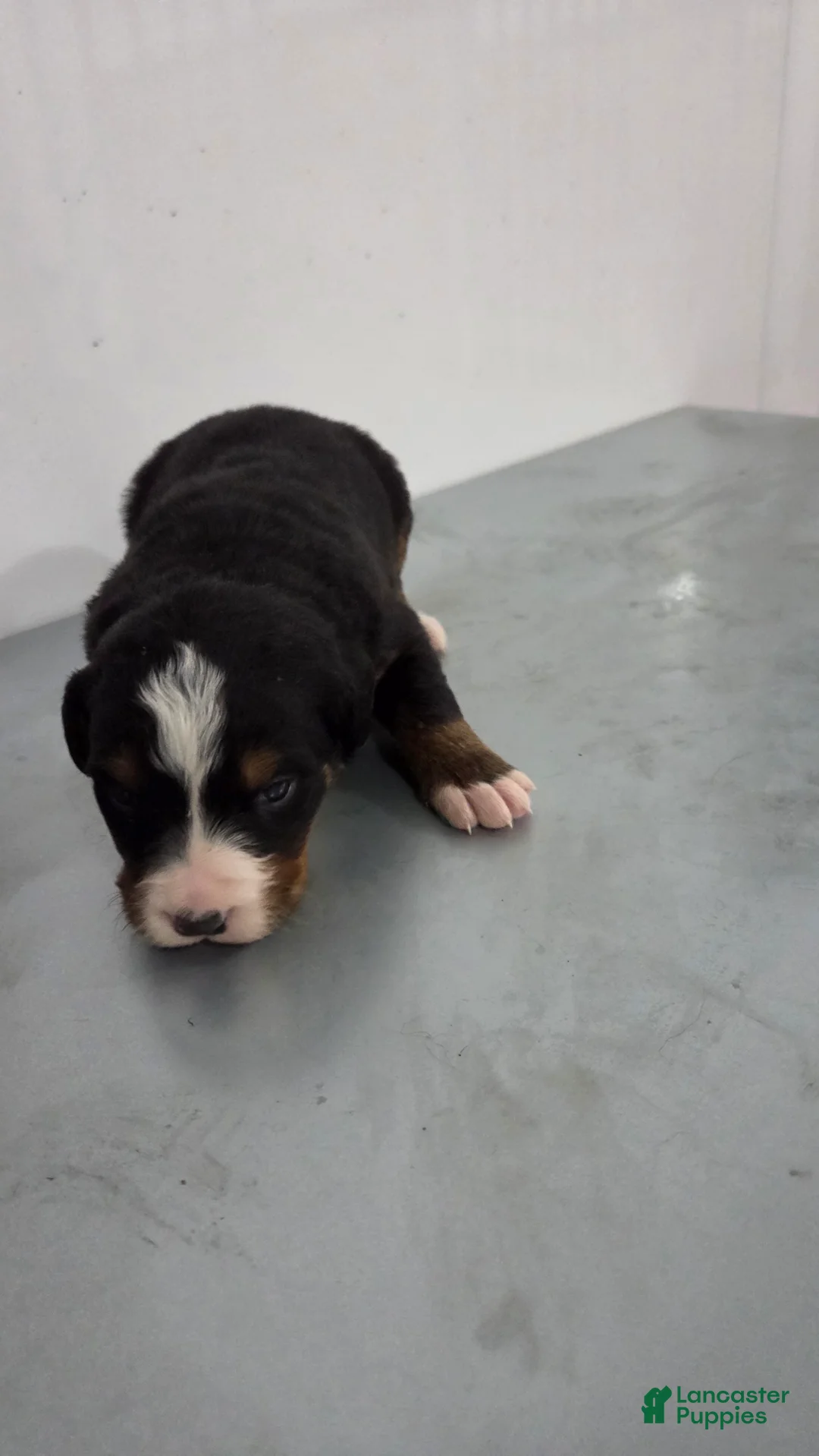 Bernese Mountain Dog dogs for sale: Bernese Mountain Dog Puppy 3 - Ad 1