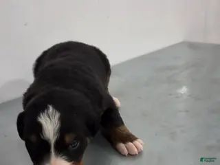 Bernese Mountain Dog dogs Bernese Mountain Dog Puppy 3 - Ad 32