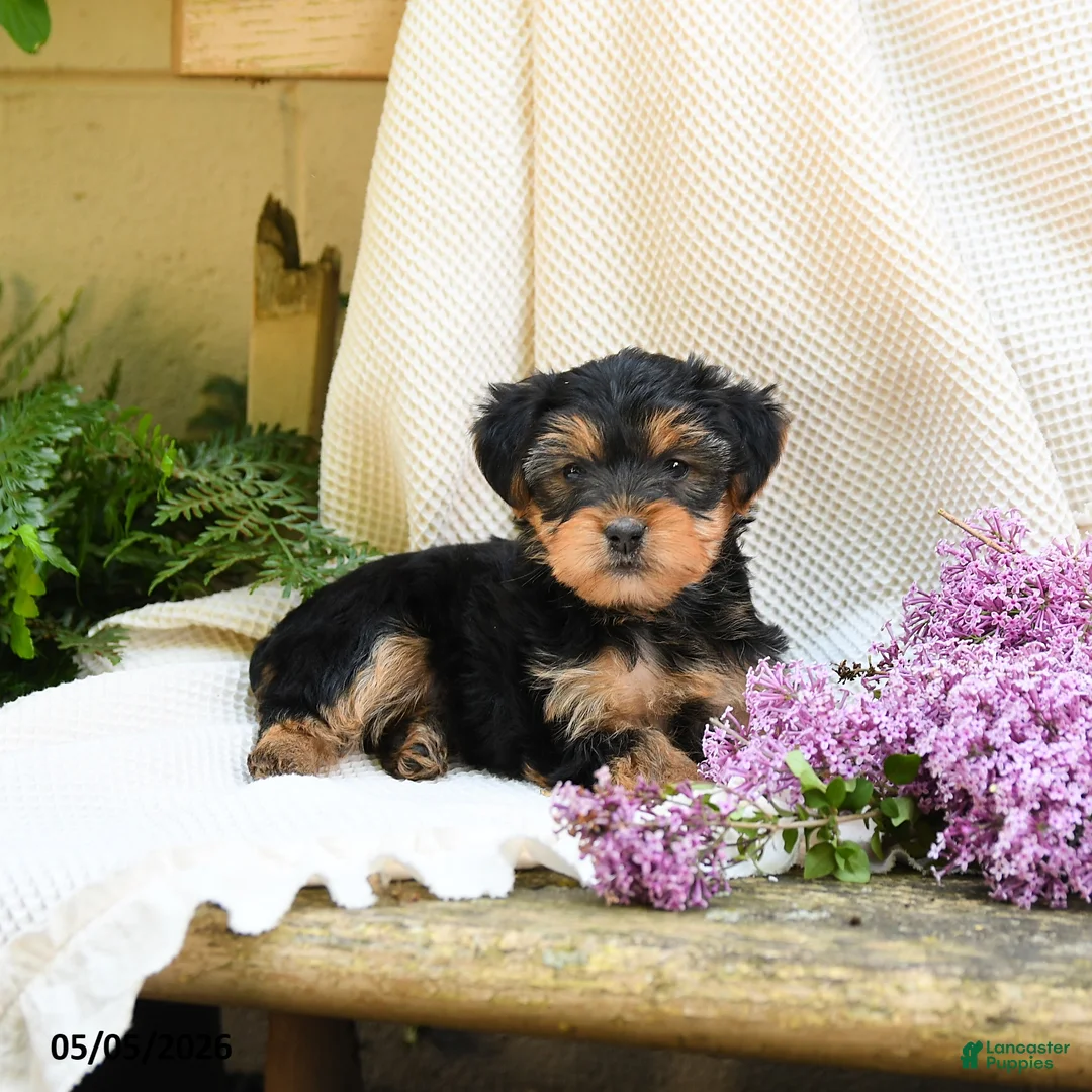 Yorkshire Terrier dogs for sale: Taffy - Ad 2