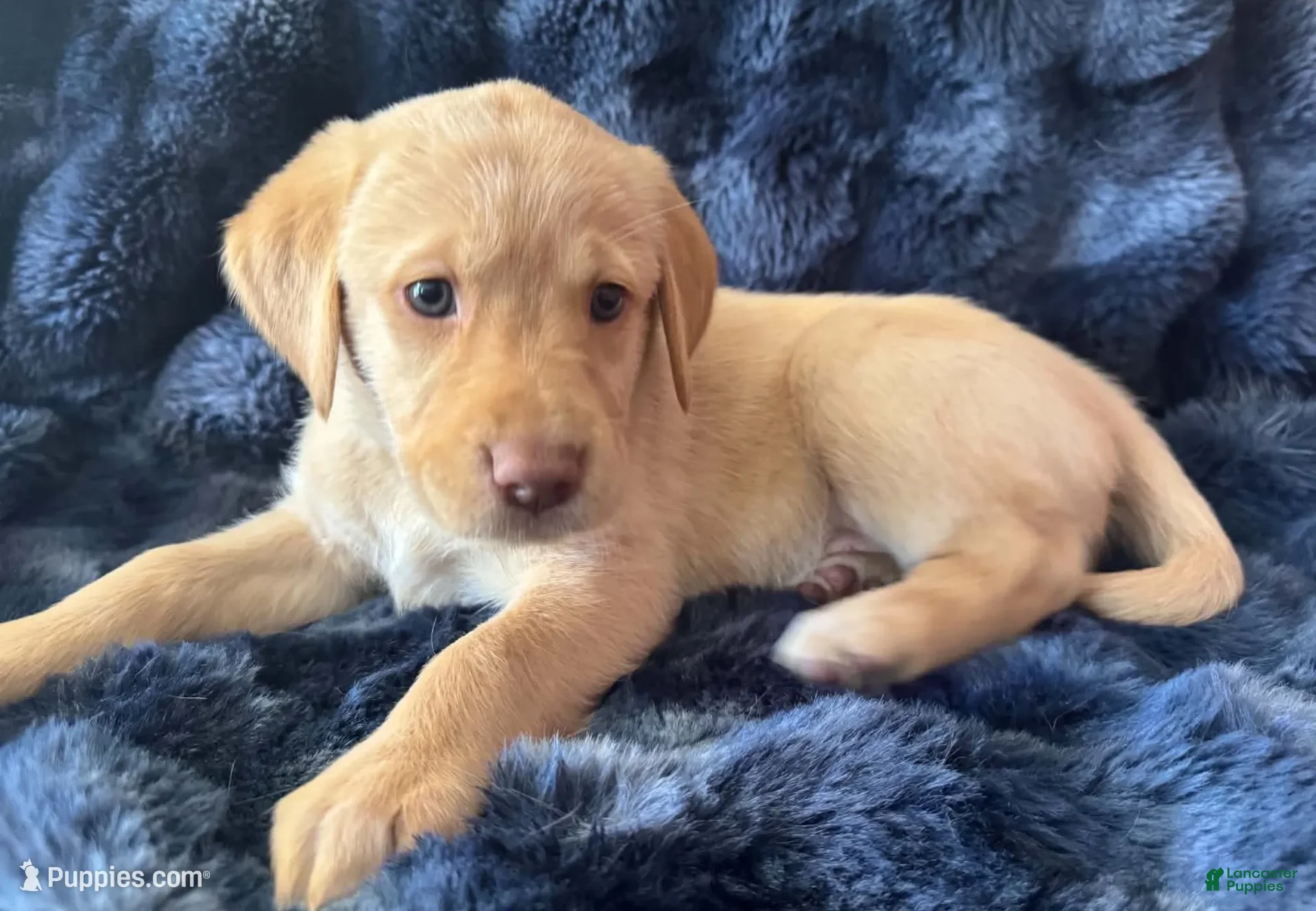 Goldador dogs Blue - Ad 1