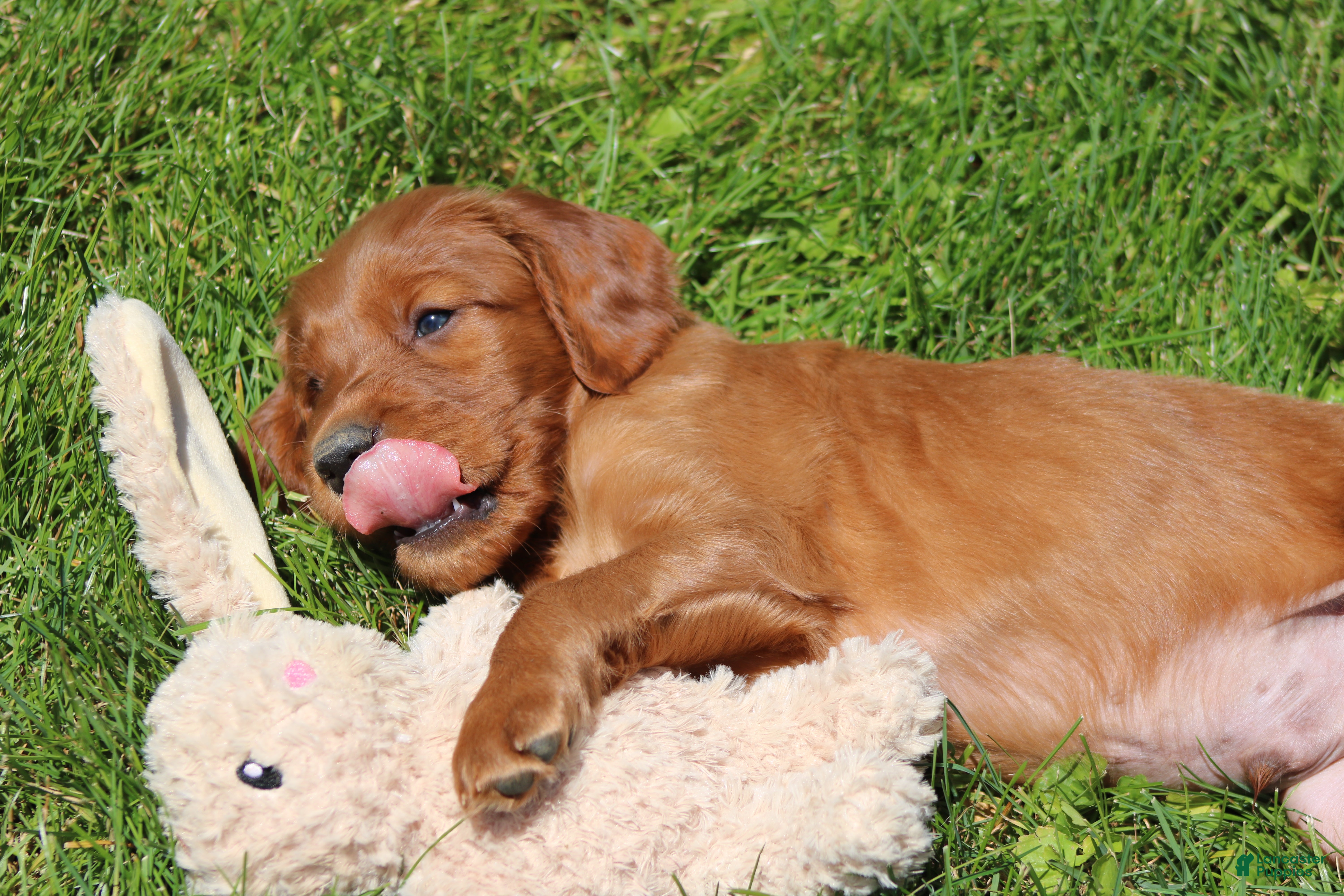Irish Setter dogs for sale: Leo - Ad 5