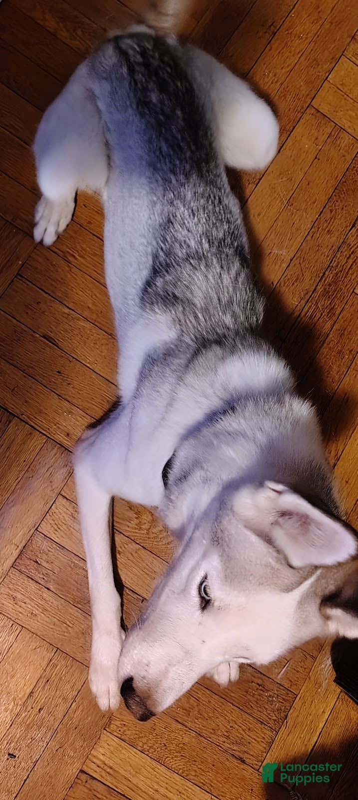 Siberian Husky dogs Kenzy - Ad 2