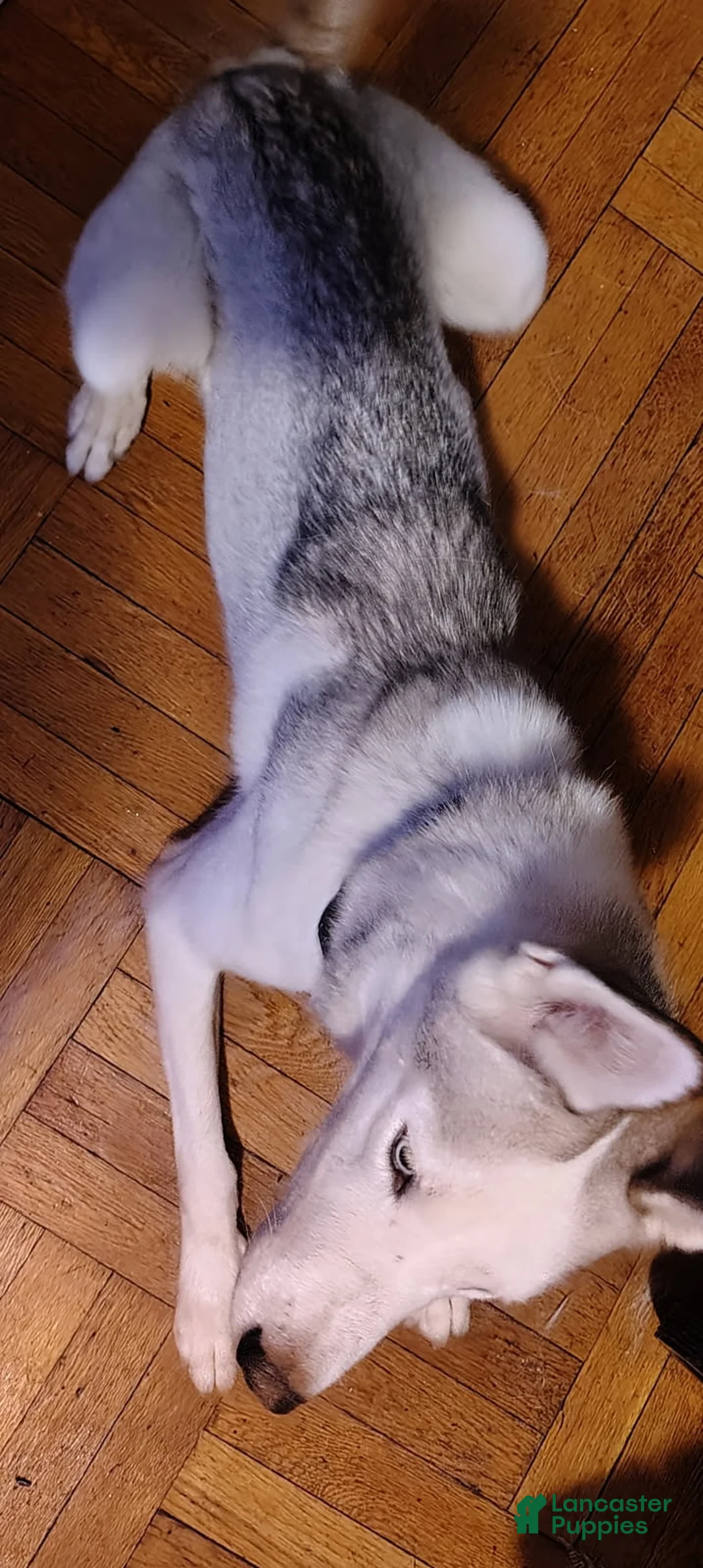 Siberian Husky dogs for sale: Kenzy - Ad 2