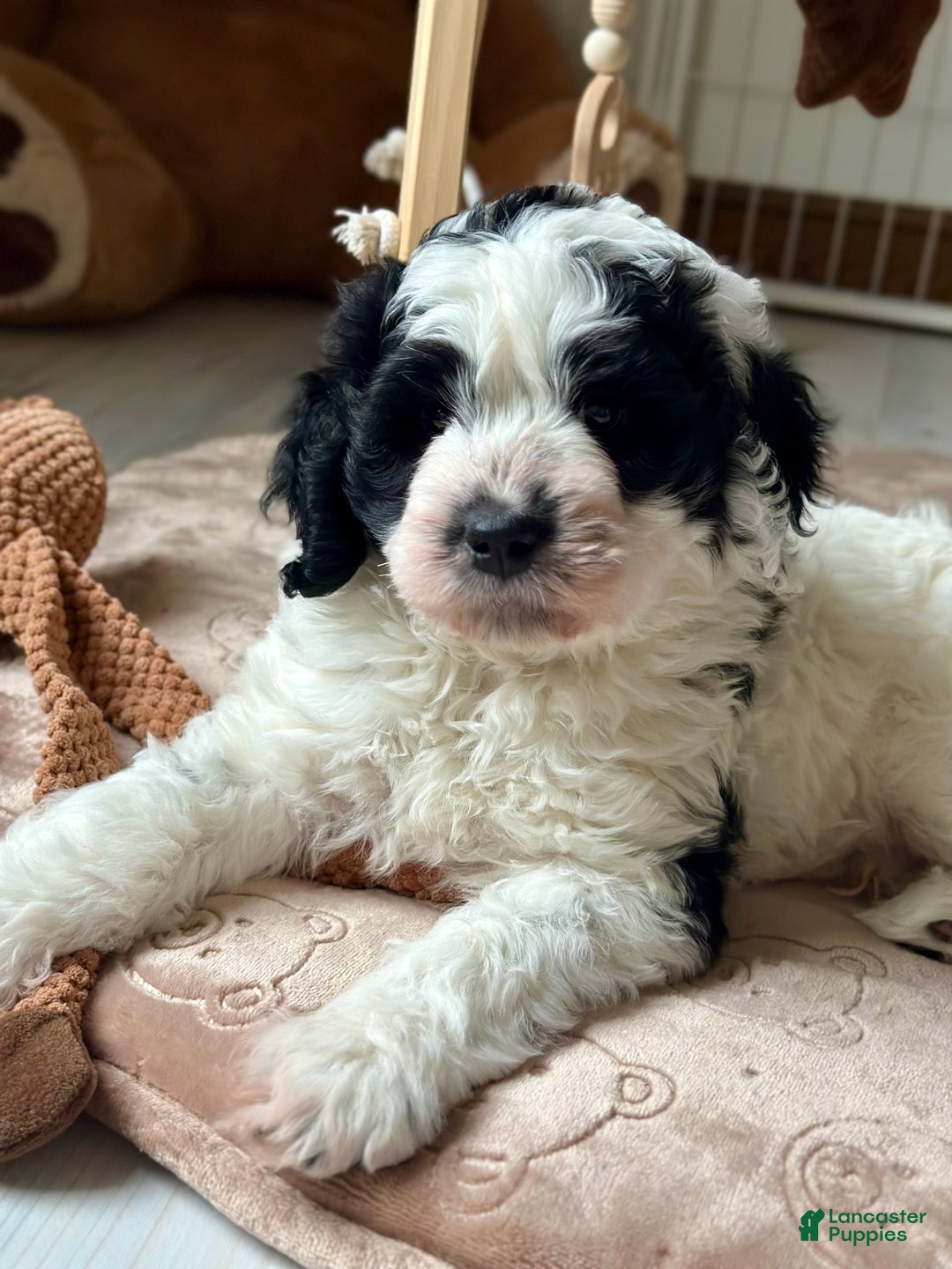 Bernedoodle dogs for sale: Bernedoodle Puppy 1 - Ad 3