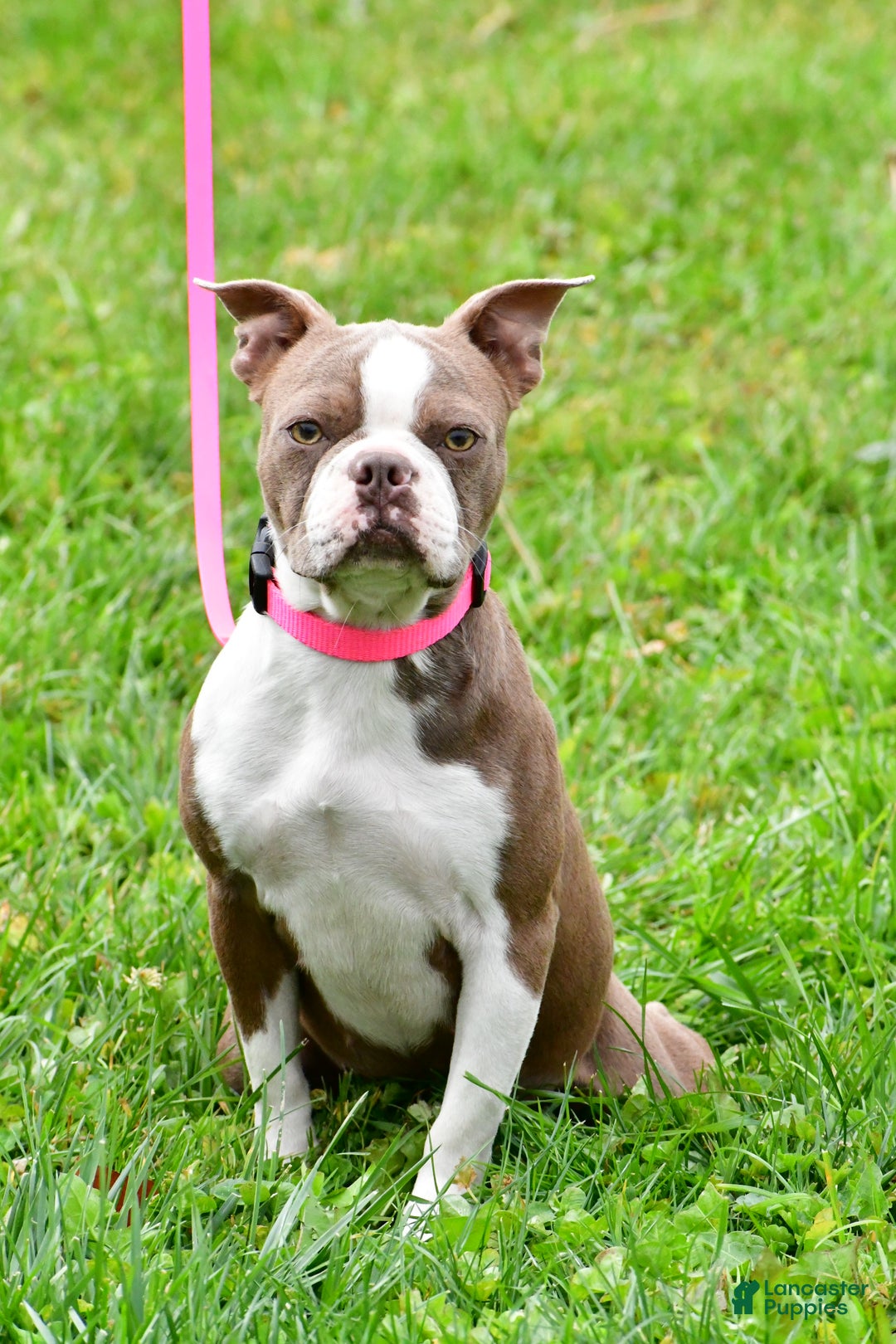 Boston Terrier dogs for sale: Ivan - Ad 3