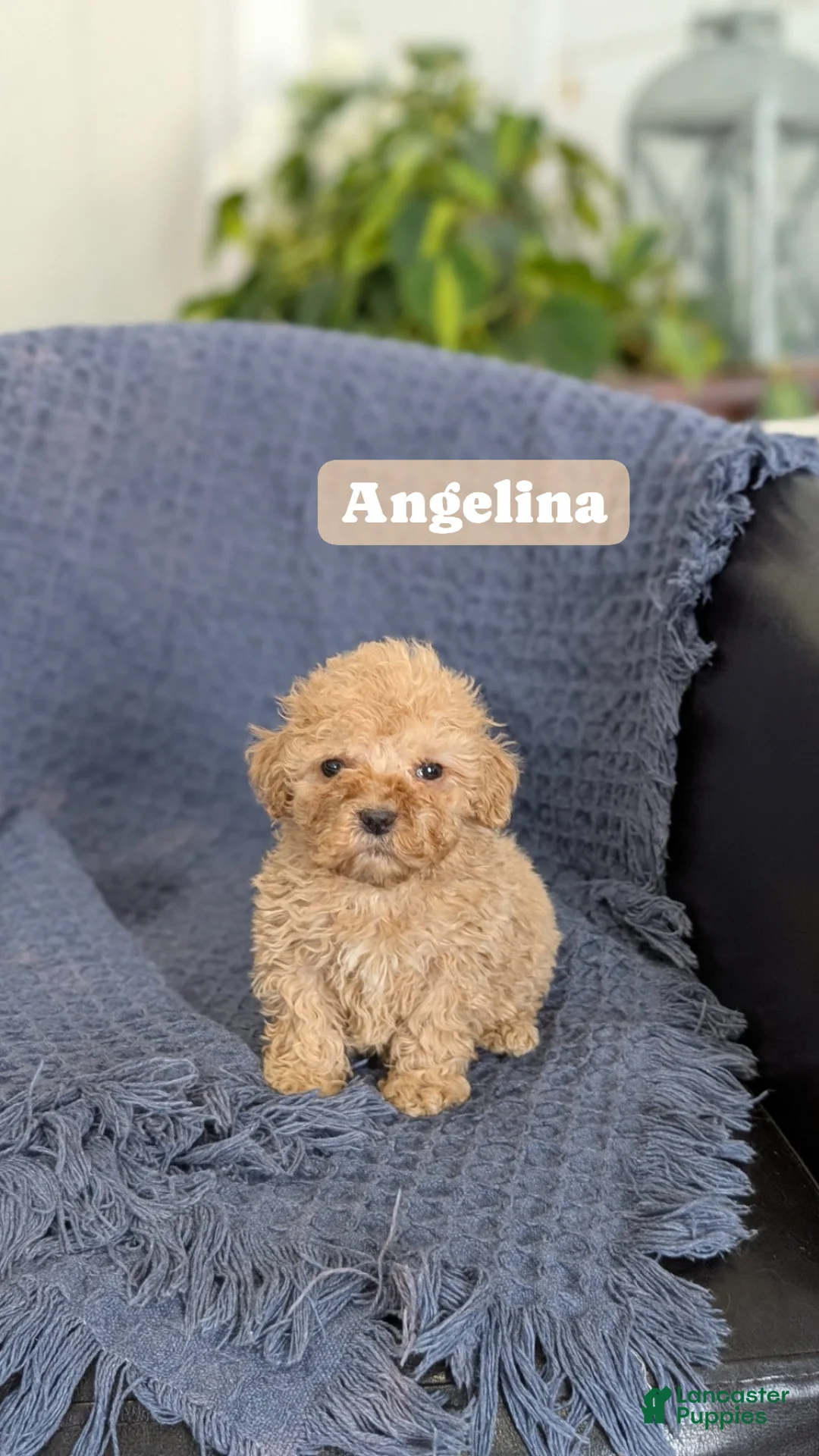 Cockapoo dogs for sale: Tiny Angelina  - Ad 9