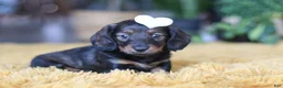 Miniature Dachshund dogs for sale: Crumpet - Ad 2