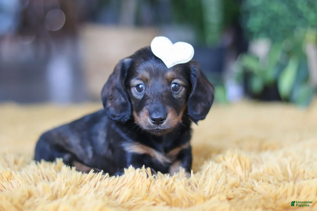 Miniature Dachshund dogs for sale: Crumpet - Ad 2