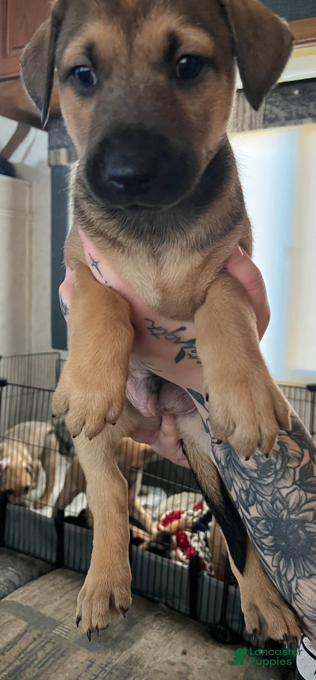 Mixed Breed dogs for sale: Mixed Breed Puppy 5 - Ad 2