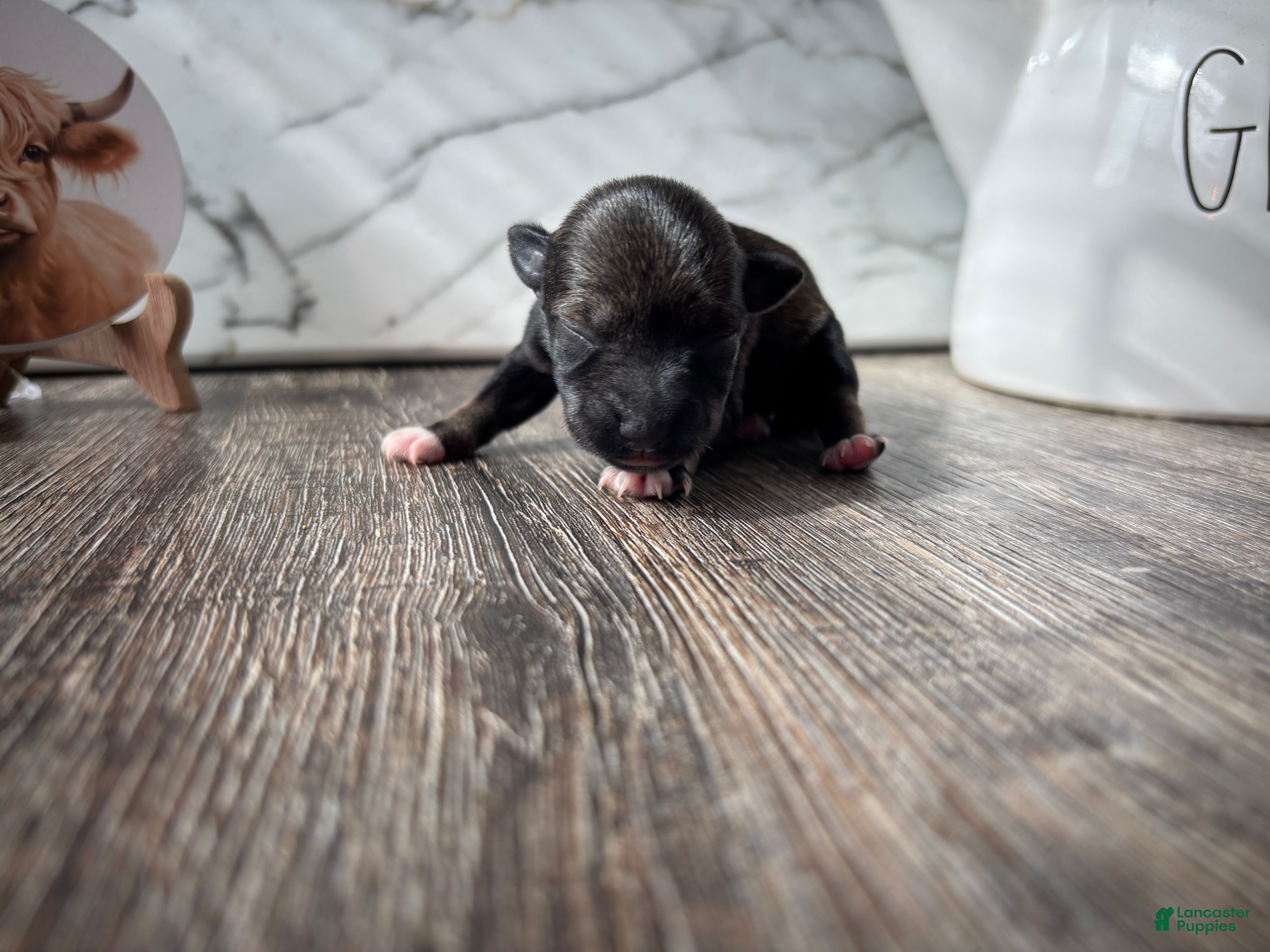 Miniature Schnauzer dogs Miniature Schnauzer 5 - Ad 7