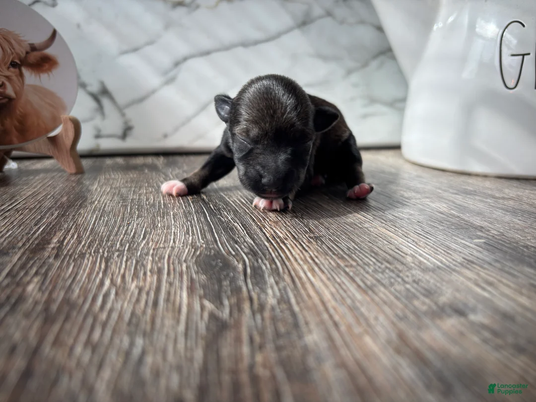 Miniature Schnauzer dogs for sale: Miniature Schnauzer 5 - Ad 1