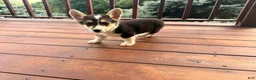 Welsh Corgi Pembroke dogs for sale: Floyd - Ad 8