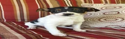 Mixed Breed dogs for sale: Tom - Ad 3