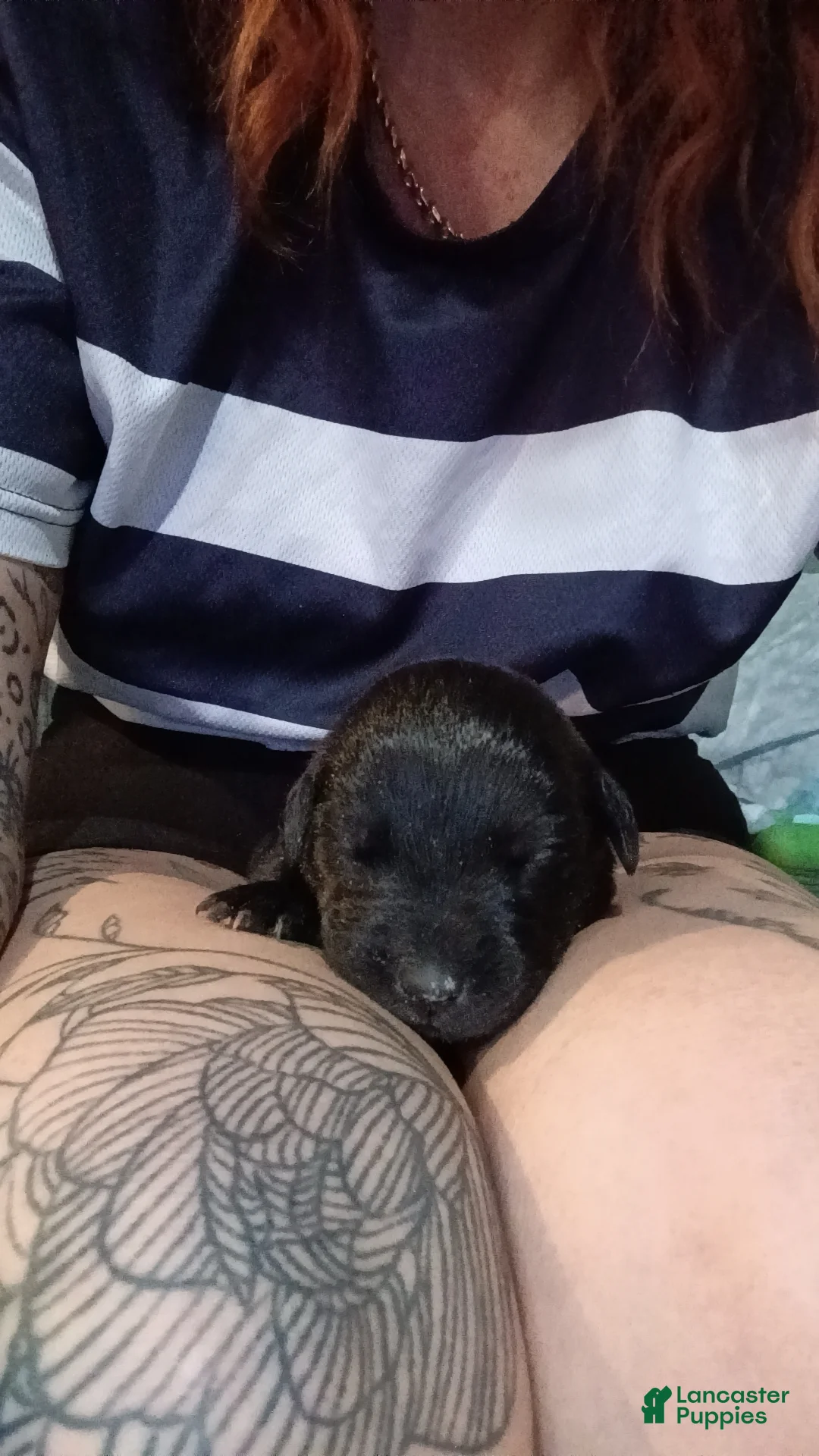 Mixed Breed dogs for sale: Mixed Breed Puppy 1 - Ad 1