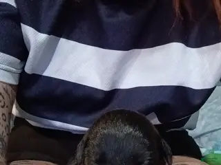 Mixed Breed dogs Mixed Breed Puppy 1 - Ad 28