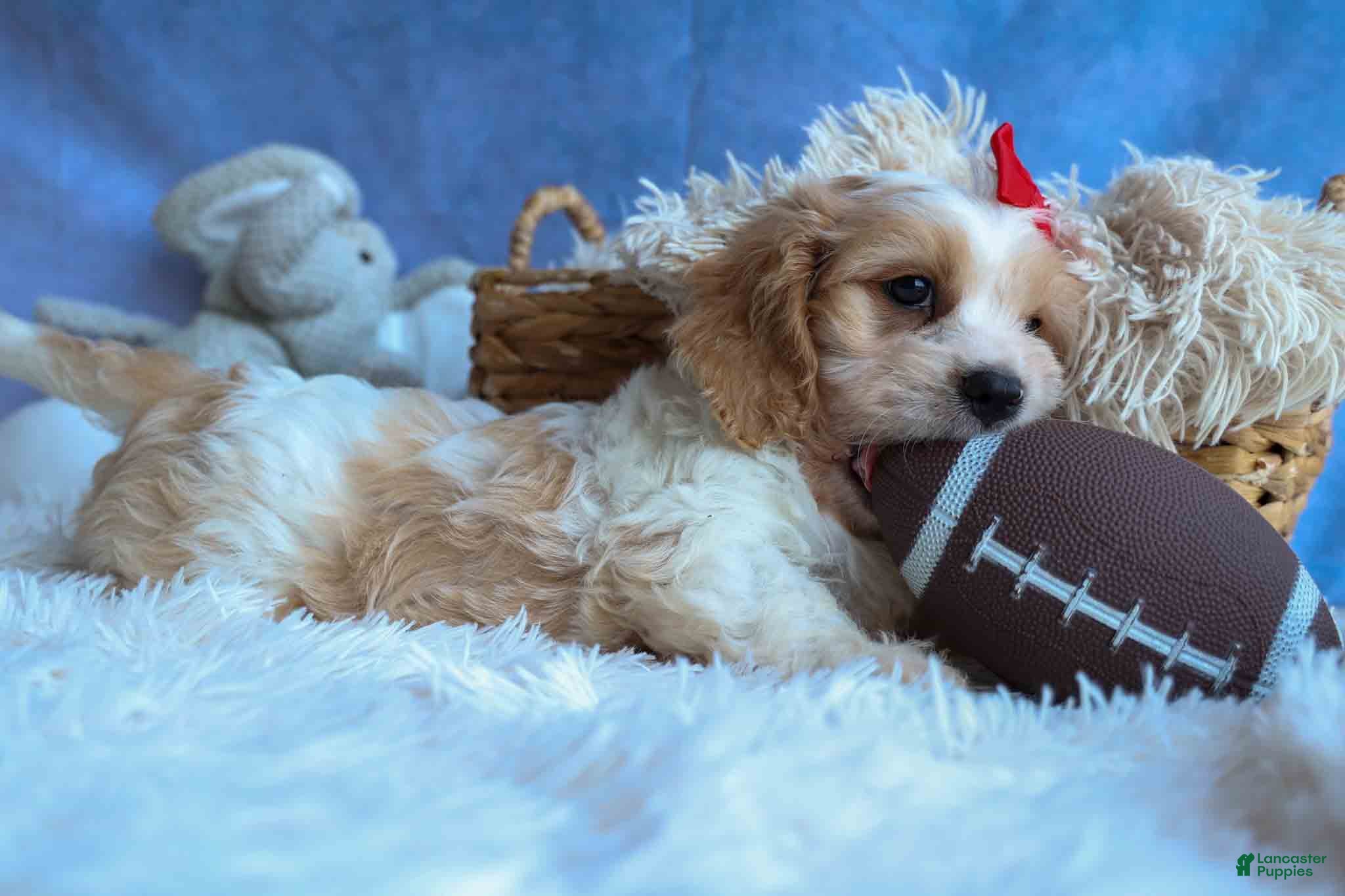 Cavachon dogs ROSCOE - Ad 2