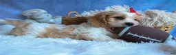 Cavachon dogs for sale: ROSCOE - Ad 2