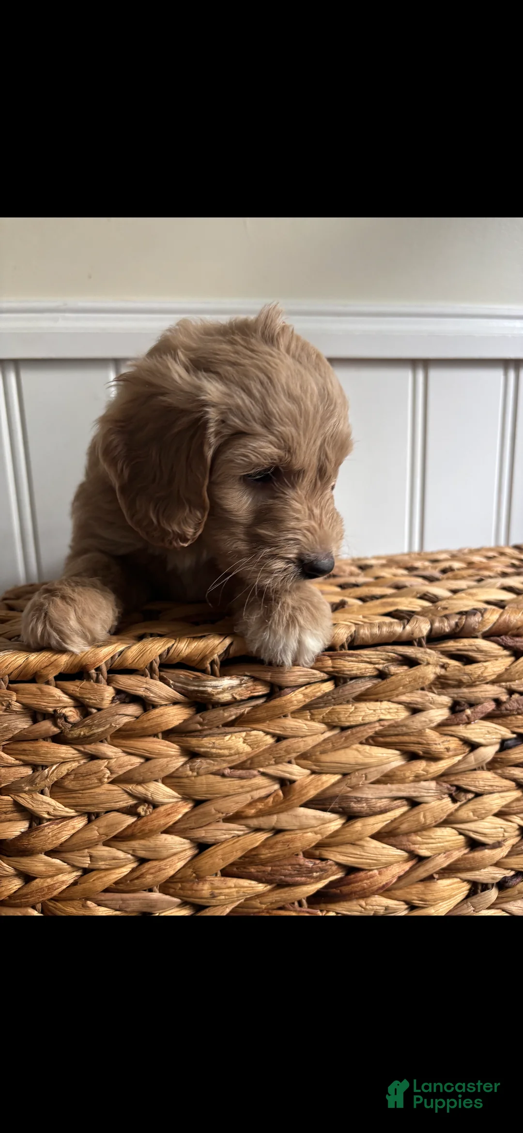 Labradoodle dogs for sale: Delilah  - Ad 1