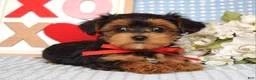 Yorkiepoo dogs for sale: Lance  - Ad 6