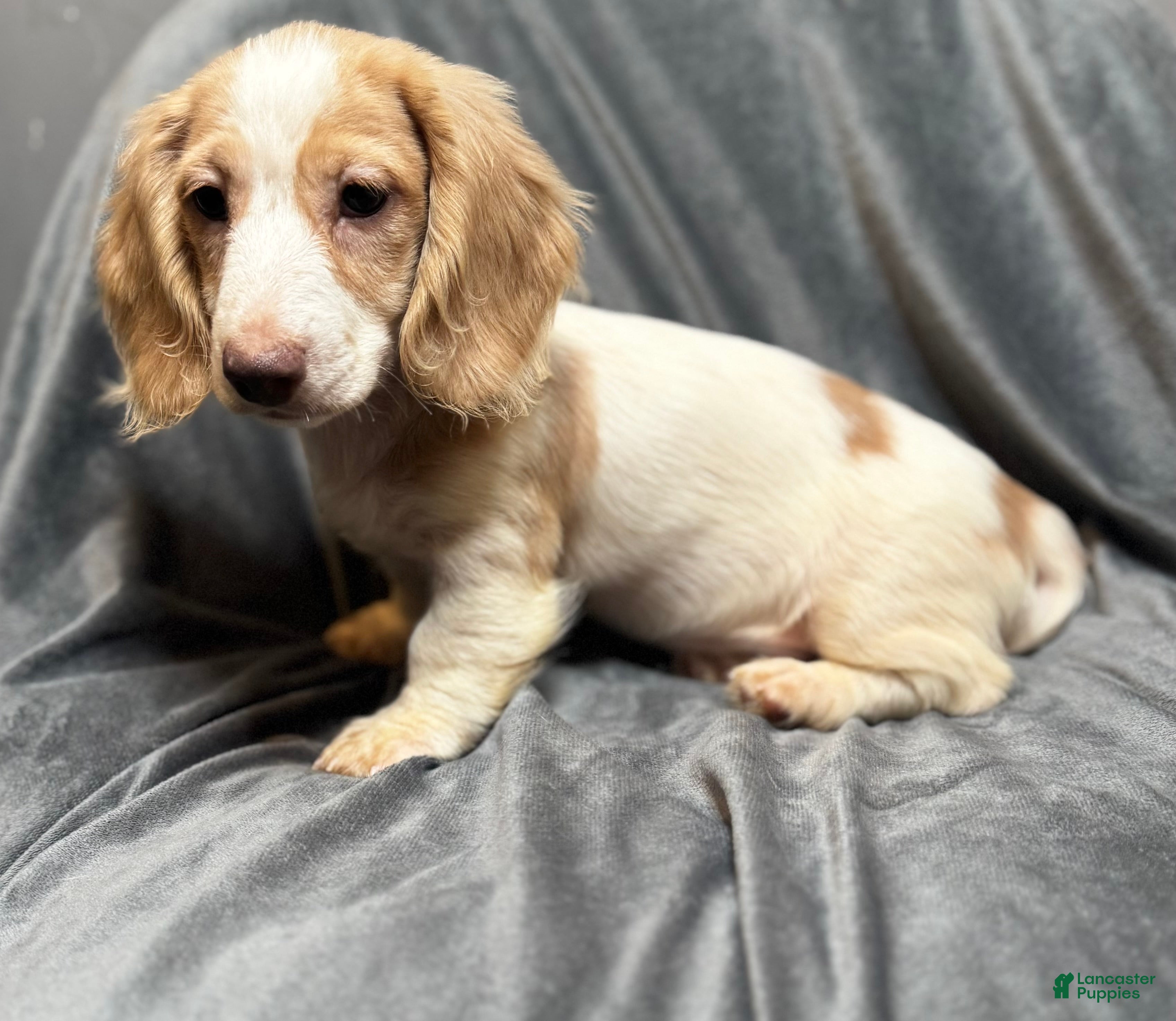 Miniature Dachshund dogs Jack - Ad 2