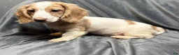 Miniature Dachshund dogs for sale: Jack - Ad 2