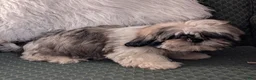 Shih Tzu dogs for sale: Stripes - Ad 6