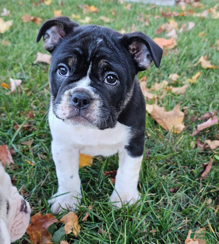 English french bulldog Mixed Breed Puppies for sale Lancaster