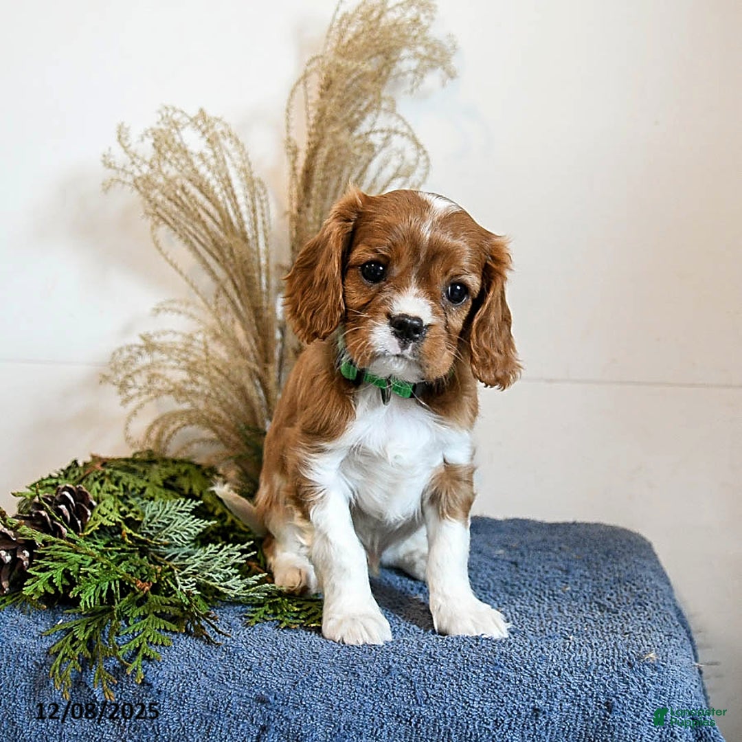 Cavalier King Charles Spaniel dogs for sale: Buster - Ad 3