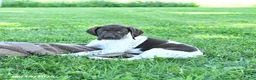 German Shorthaired Pointer dogs for sale: Ginger - Ad 3