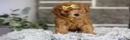 Toy Poodle dogs for sale: Amara  - Ad 11
