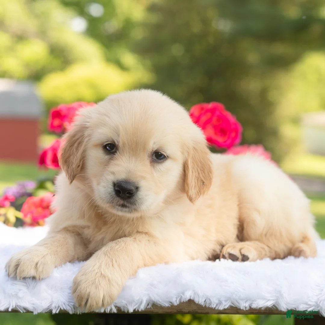 Golden Retriever dogs for sale: Scarlet  - Ad 2